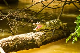 canonegro-caiman