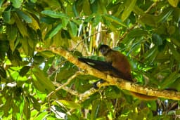 canonegro-spider-monkey