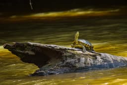 canonegro-turtle