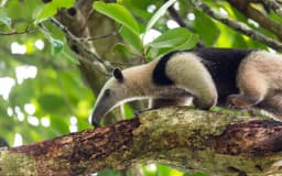 Fauna on Rio Celeste Tour