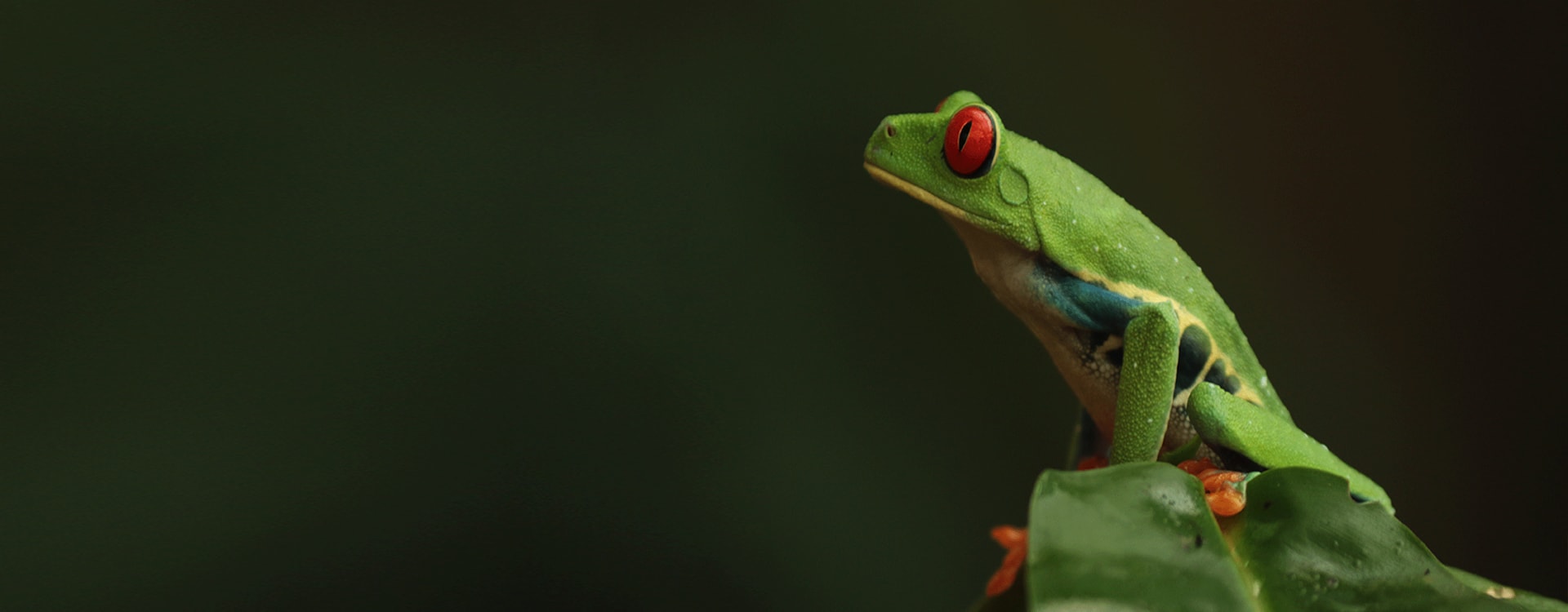 Red Eyes Tree Frog Costa Rica