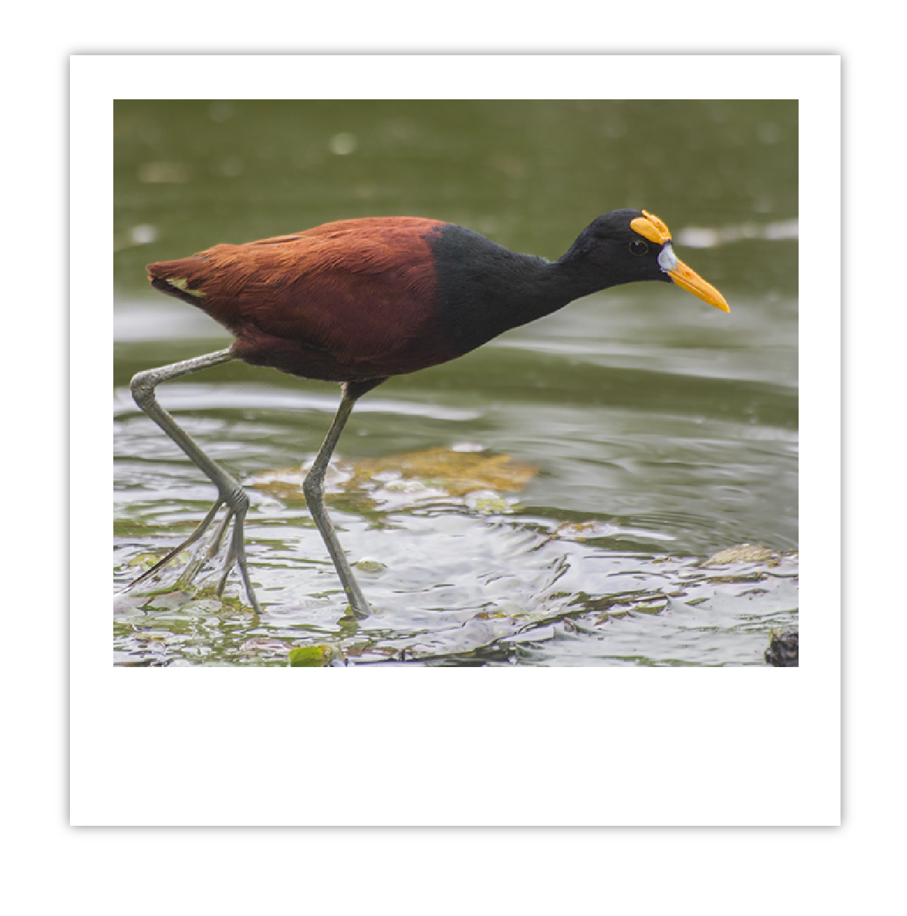 Jacana img