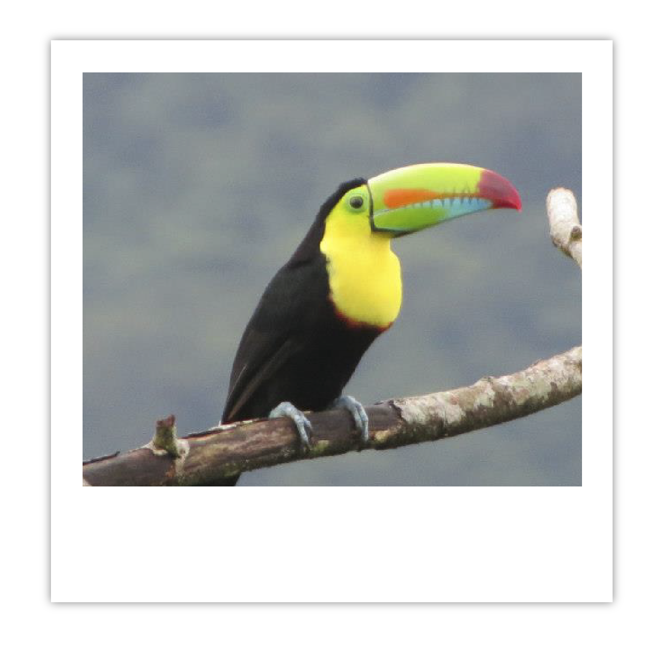 tucan img