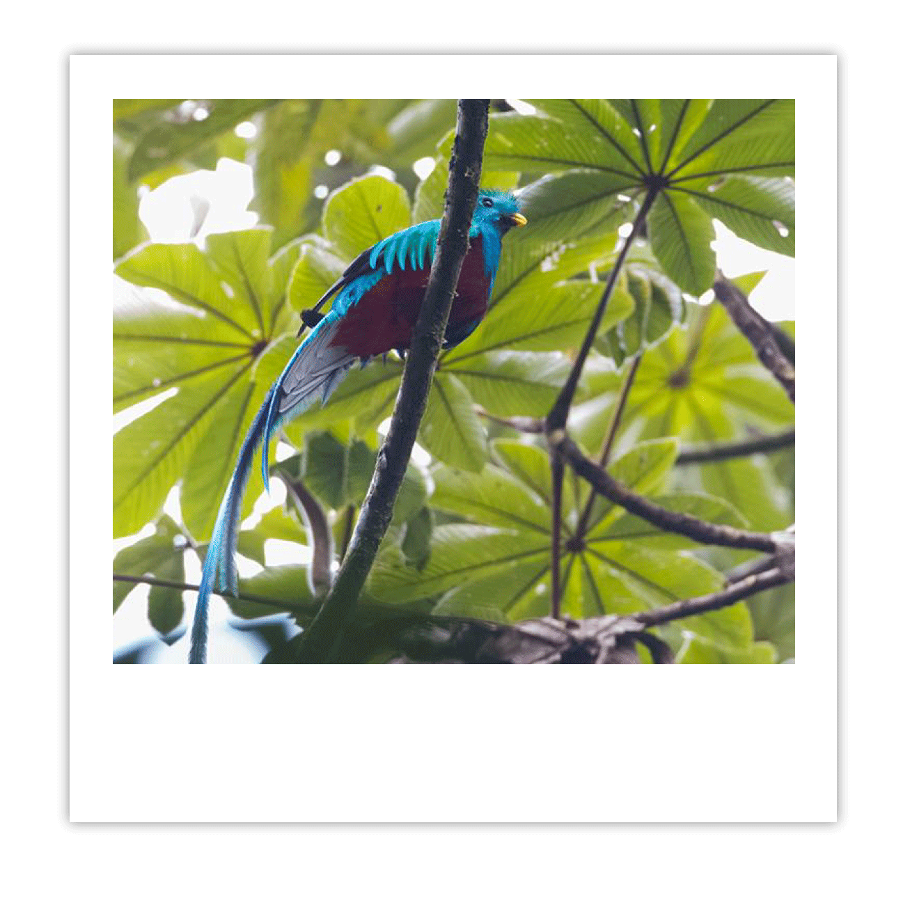 Quetzal img