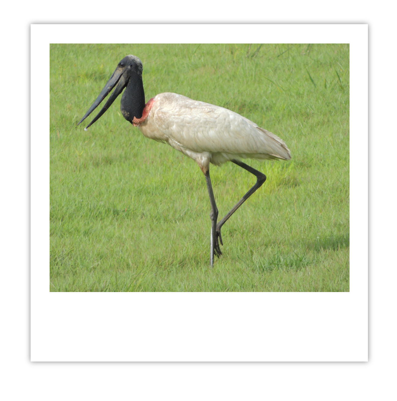 Jabiru img